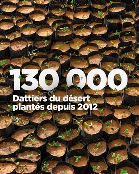 130 000 dattiers du désert plantés depuis 2012