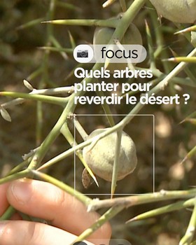 Quels arbres planter pour reverdir le désert ?